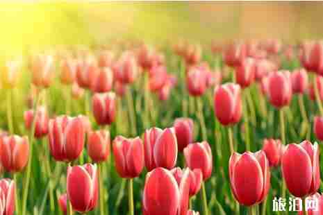 2019广州郁金香花展在哪里+时间+门票+交通+介绍