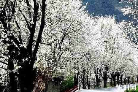 洛阳哪里可以赏花 洛阳赏花推荐 洛阳哪里可以赏花 洛阳赏花推荐
