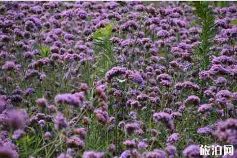 洛阳哪里可以赏花 洛阳赏花推荐