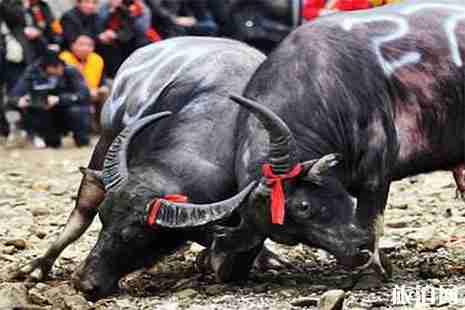 贵州凯里舟溪镇2019芦笙节2月19日开启 贵州凯里舟溪镇2019芦笙节2月19日开启