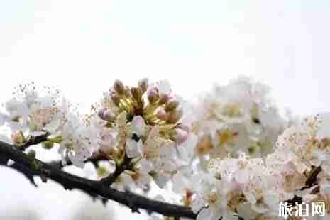 2019乐山赏花的地方推荐 2019乐山赏花的地方推荐