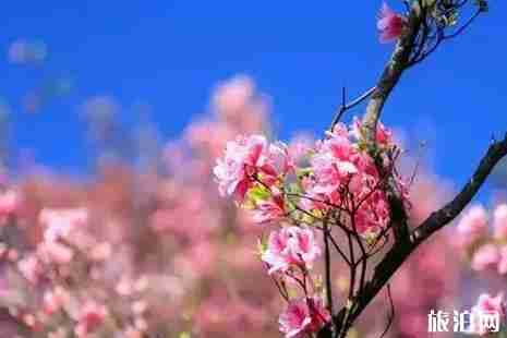 2019乐山赏花的地方推荐 2019乐山赏花的地方推荐