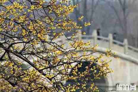 2019徐州赏花景点介绍 2019徐州赏花景点介绍