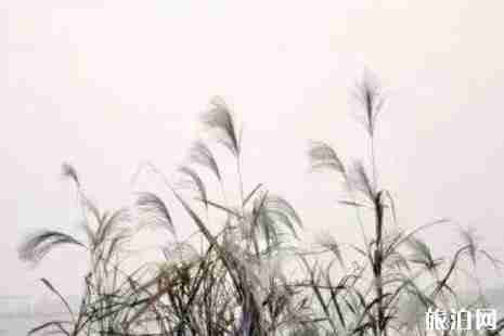 2019徐州赏花景点介绍 2019徐州赏花景点介绍