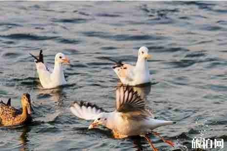 广东观鸟好地方推荐 广东观鸟好地方推荐