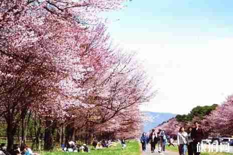 2019北海道樱花季攻略 2019北海道樱花季攻略