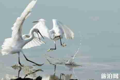 广东观鸟好地方推荐 广东观鸟好地方推荐