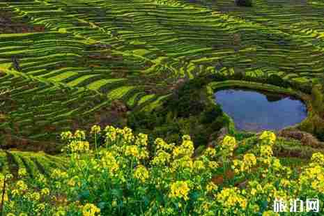 2019婺源油菜花花期+门票+旅游线路 2019婺源油菜花花期+门票+旅游线路