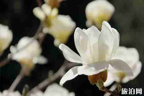 上海赏花的地方有哪些 2019上海兰花赏花地点+票价 上海赏花的地方有哪些 2019上海兰花赏花地点+票价