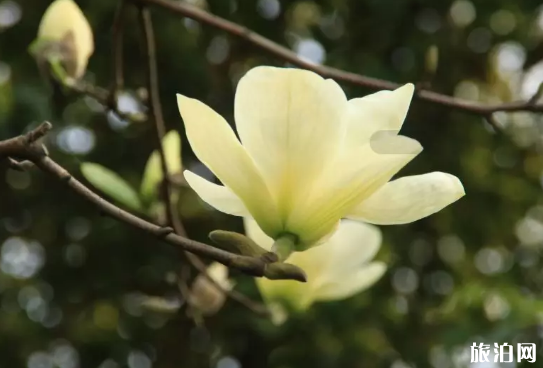上海赏花的地方有哪些 2019上海兰花赏花地点+票价 上海赏花的地方有哪些 2019上海兰花赏花地点+票价