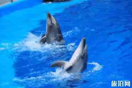 2019成都元宵节活动攻略