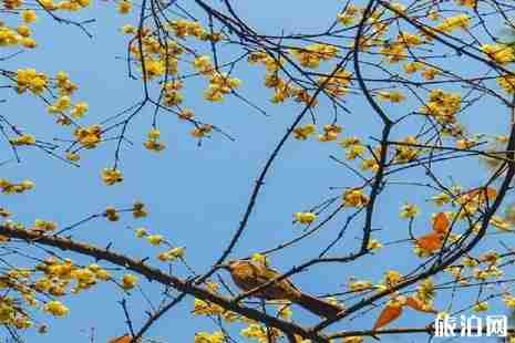 2019成都赏梅花的地方推荐 2019成都赏梅花的地方推荐