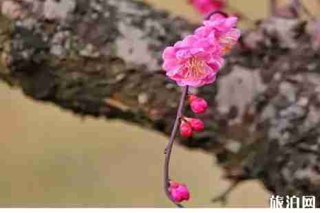 2019成都赏梅花的地方推荐 2019成都赏梅花的地方推荐