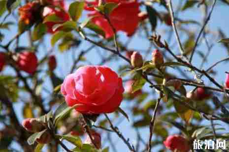 2019成都周边赏花景点推荐 2019成都周边赏花景点推荐
