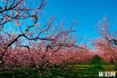 2019成都周边赏花景点推荐 2019成都周边赏花景点推荐