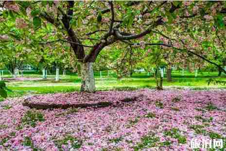 2019北京玉渊潭樱花开了吗+攻略 2019北京玉渊潭樱花开了吗+攻略
