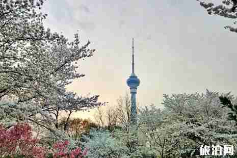 2019北京玉渊潭樱花开了吗+攻略