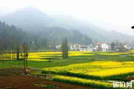 四川油菜花哪里最有名 油菜花地圖 四川油菜花哪里最有名 油菜花地圖