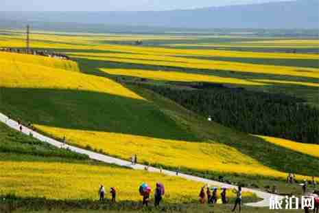 2019乐山赏油菜花地图 花期+地点