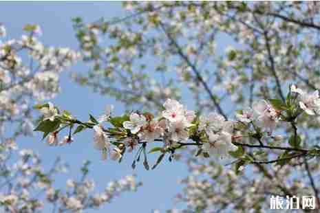 武汉春天哪里好玩 武汉踏春攻略 武汉春天哪里好玩 武汉踏春攻略