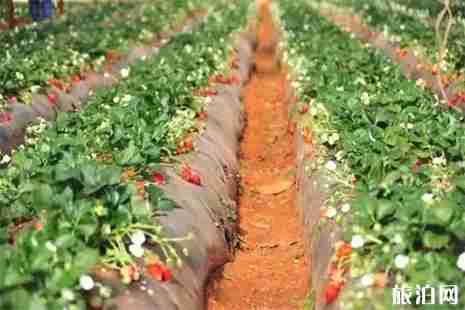 武汉春天哪里好玩 武汉踏春攻略 武汉春天哪里好玩 武汉踏春攻略