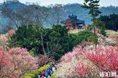 2019南京赏花时间表 2019南京赏花时间表