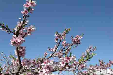深圳哪里有桃花 花期+地点 深圳哪里有桃花 花期+地点