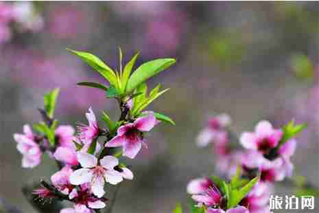 深圳哪里有桃花 花期+地点 深圳哪里有桃花 花期+地点