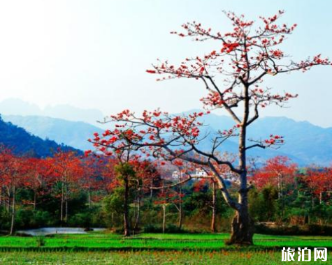 3月三亚哪里适合赏花 2019三亚上赏花攻略 3月三亚哪里适合赏花 2019三亚上赏花攻略