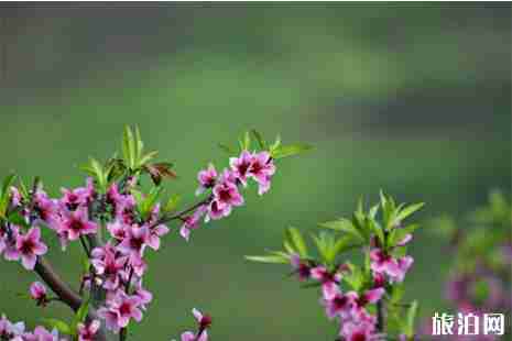 永春哪里能看到桃花 永春哪里能看到桃花