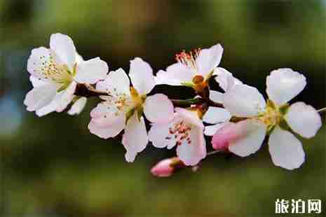 张家口在哪有桃花 张家口桃花攻略