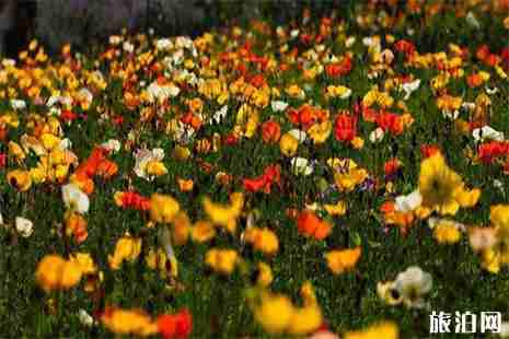 云南赏花的地方 云南赏花地图 云南赏花的地方 云南赏花地图