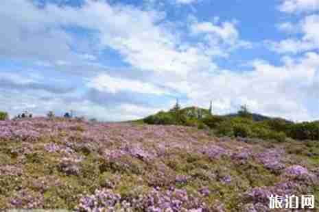 云南赏花的地方 云南赏花地图 云南赏花的地方 云南赏花地图