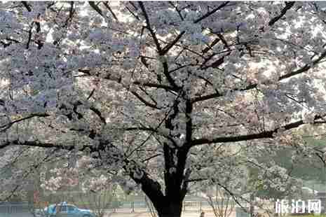 宁波赏花地方有哪些 宁波赏花地图 宁波赏花地方有哪些 宁波赏花地图