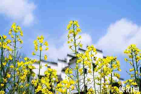 宁波赏花地方有哪些 宁波赏花地图 宁波赏花地方有哪些 宁波赏花地图