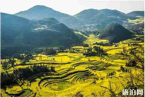 贵州油菜花观赏地 花期+地点