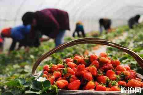 上海哪里有摘草莓的地方 2019上海摘草莓多少钱 上海哪里有摘草莓的地方 2019上海摘草莓多少钱