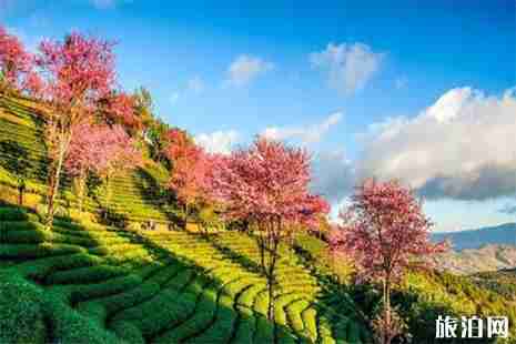 2019云南宜良樱花谷首届樱花节时间