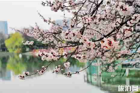 合肥赏花的好去处