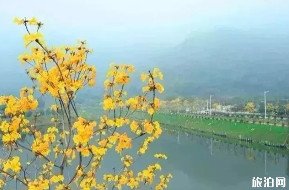 黄花风铃木在佛山哪里有