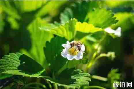 银川摘草莓地点推荐 时间+价格+地点 银川摘草莓地点推荐 时间+价格+地点