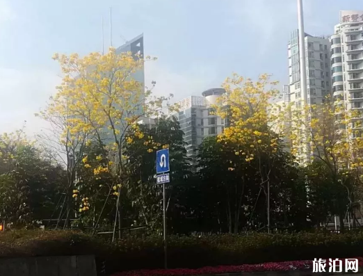 黄花风铃木在佛山哪里有