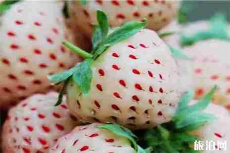 银川摘草莓地点推荐 时间+价格+地点 银川摘草莓地点推荐 时间+价格+地点