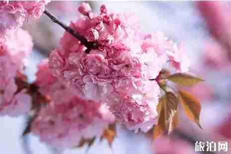 2019大连樱花节时间+门票+攻略 2019大连樱花节时间+门票+攻略