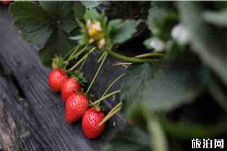 韶关周边摘草莓的地方 韶关周边摘草莓的地方