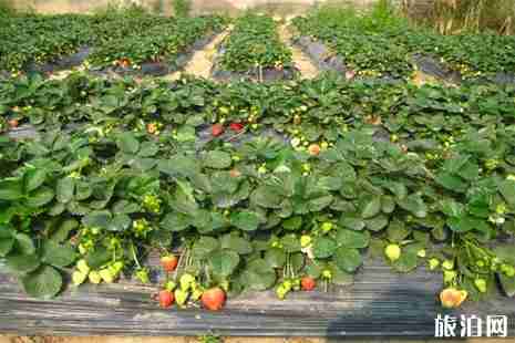 韶关周边摘草莓的地方 韶关周边摘草莓的地方