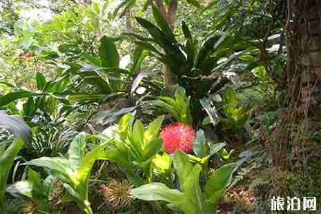 2019深圳仙湖植物园花展 时间+活动 2019深圳仙湖植物园花展 时间+活动