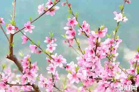 河北哪里桃花最多