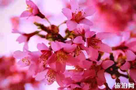 河北哪里桃花最多