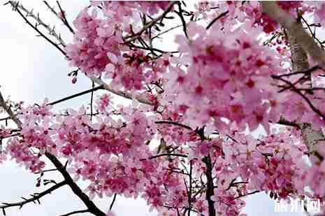 2019柏林古镇樱花节 时间+交通